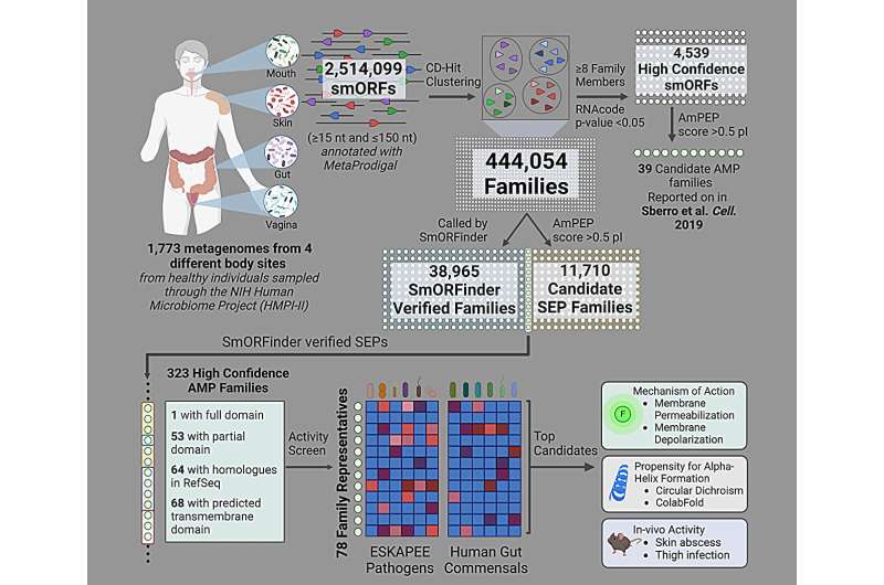 Mining the microbiome: Discovering new antibiotics in the human gut